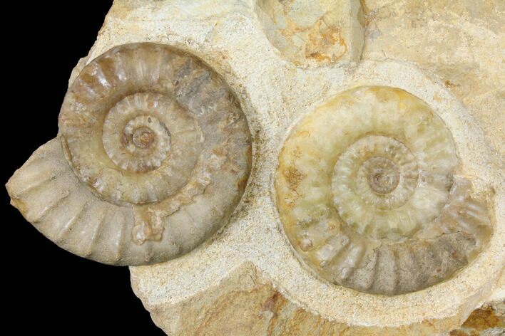 Plate with Ammonite (Acanthopleuroeras) Fossils - Dorset, England #129419